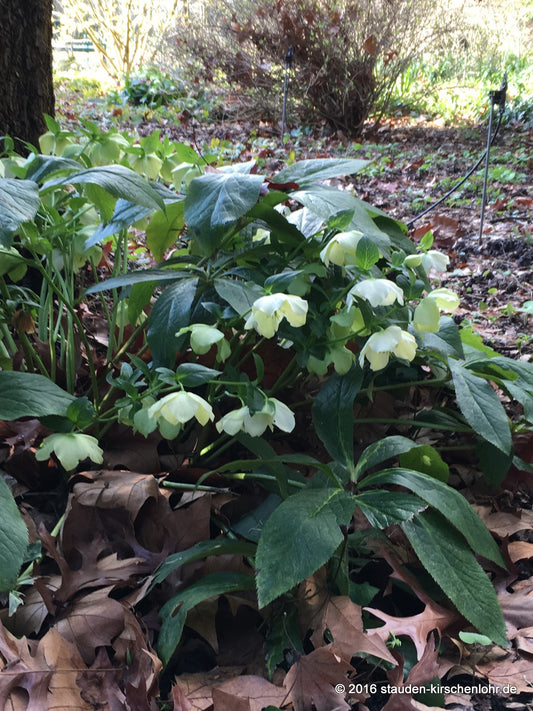 Helleborus x hybridus 'White Lady' (orientalis)