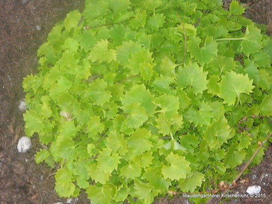 Campanula garganica 'Dicksons Gold'