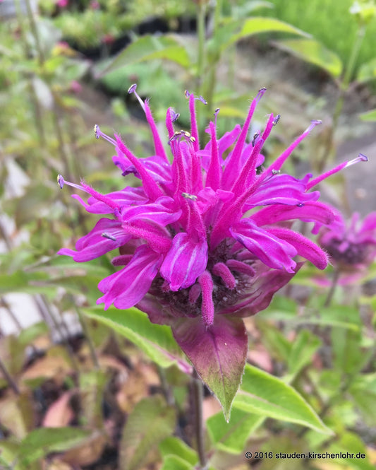Monarda fistulosa x tetraploid
