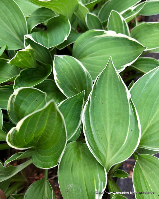 Hosta 'Allan P. McConnell'