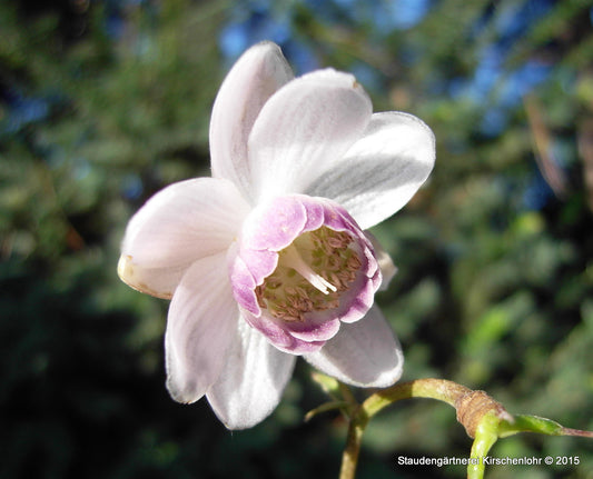 Anemonopsis macrophylla