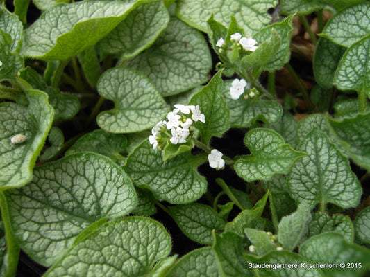 Brunnera macrophylla 'Mr. Morse' ®