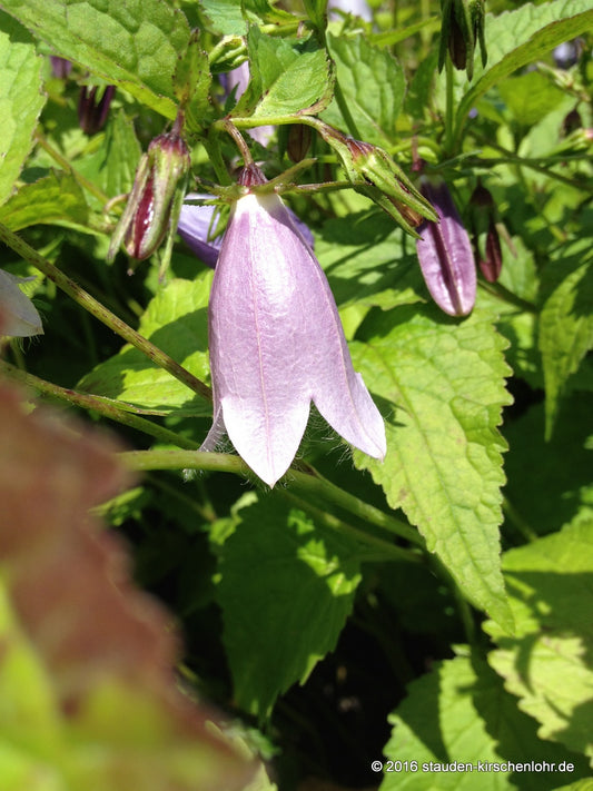Campanula 'Barbara Valentine'