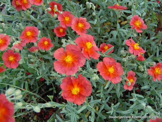 Helianthemum 'Beech Park Red'