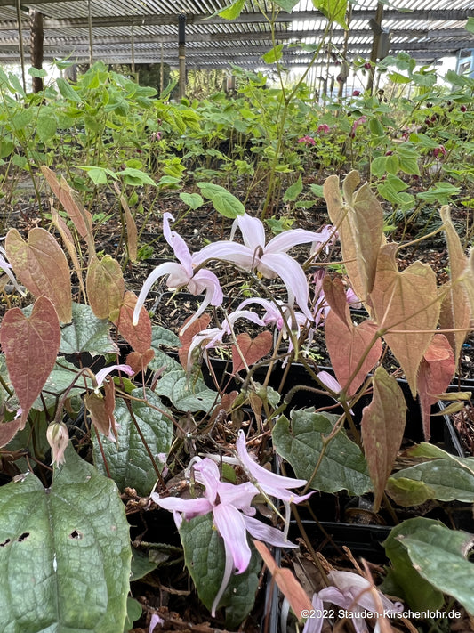 Epimedium brachyrrhizum