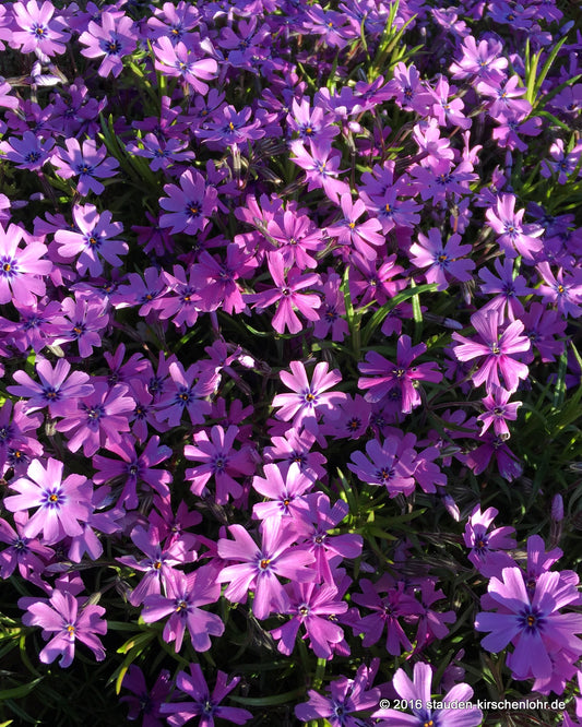 Phlox subulata 'Purple Beauty'