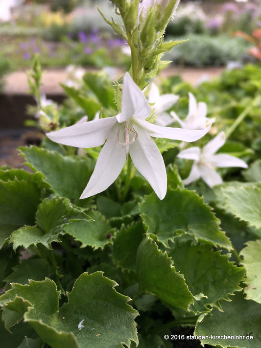 Campanula poscharskyana 'Silberregen'