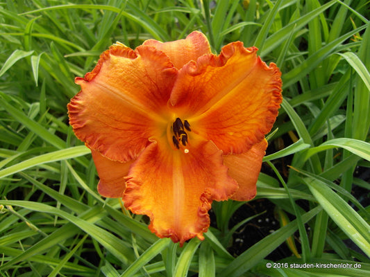 Hemerocallis 'Mauna Loa'