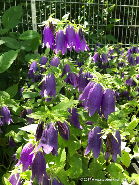 Campanula 'Sarastro'