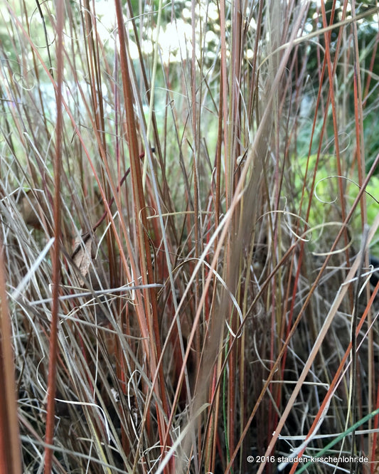 Carex buchananii
