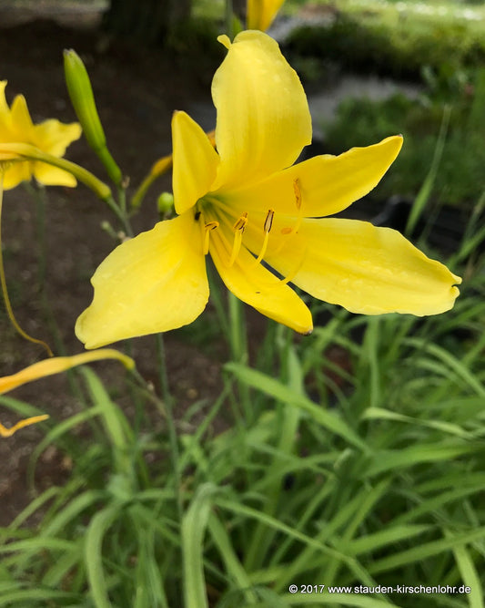 Hemerocallis citrina