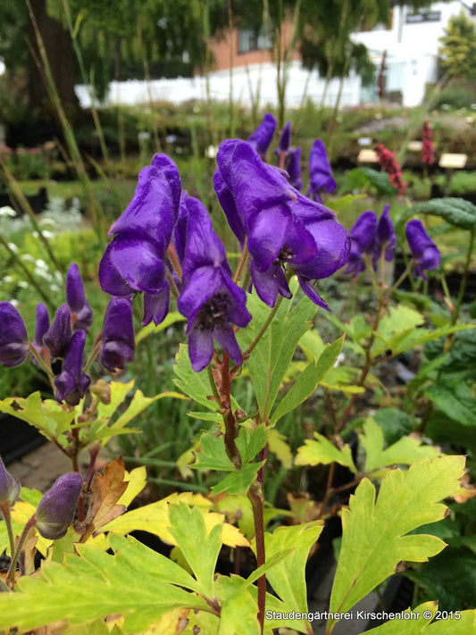 Aconitum seoulense BSWJ694