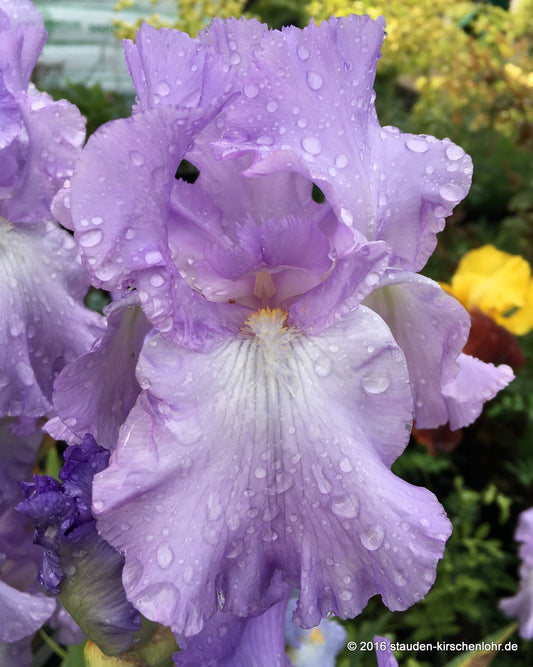 Iris barbata-elatior 'Mary Frances'