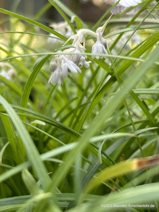 Ophiopogon japonicus BSWJ1871