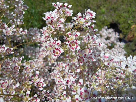 Saxifraga cotyledon 'Southside Seedling'