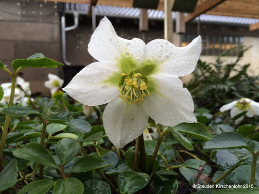 Helleborus niger subsp. macranthus 'Praecox'