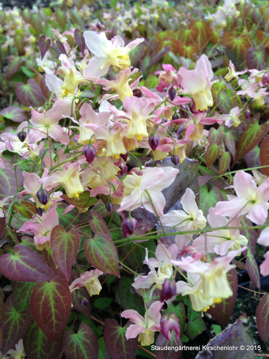 Epimedium x versicolor 'Versicolor'