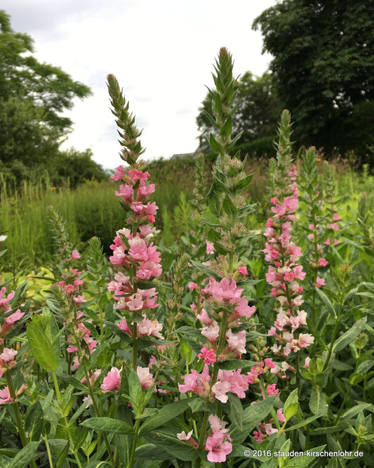 Lythrum salicaria 'Blush'