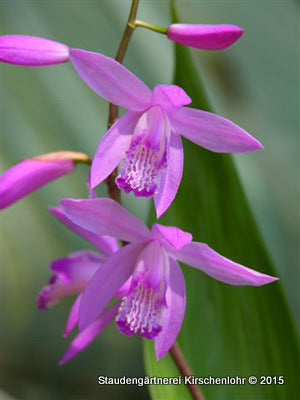 Bletilla striata