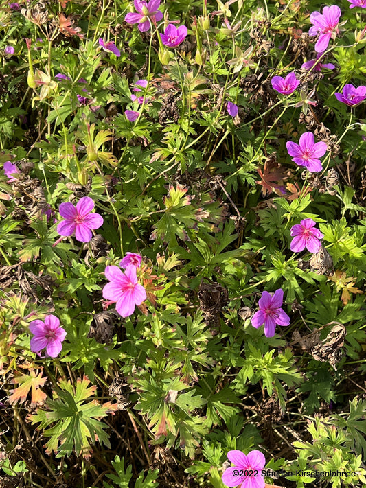 Geranium soboliferum 'Butterfly Kisses'