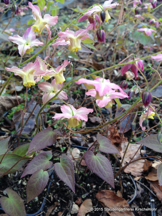 Epimedium x versicolor 'Cupreum'
