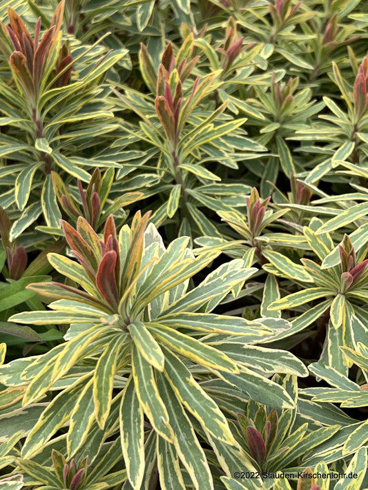 Euphorbia x martinii 'Ascot Rainbow' ®