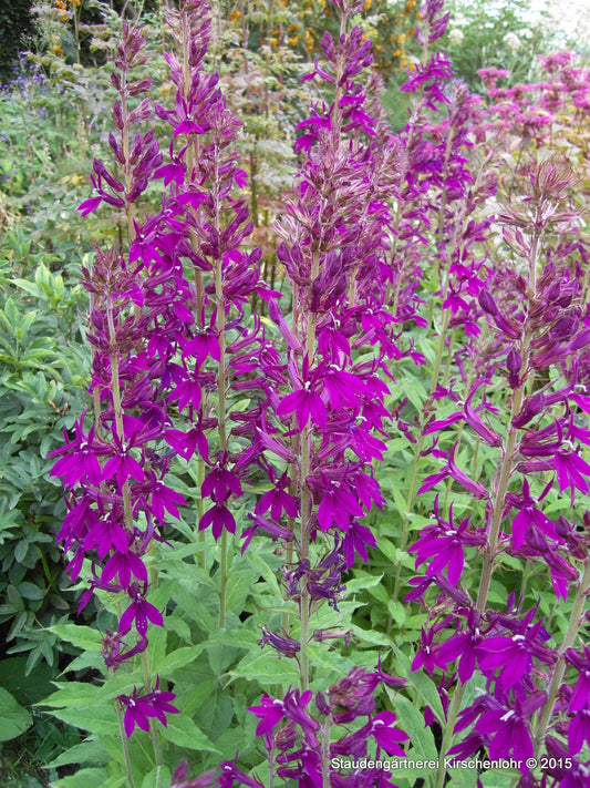 Lobelia x speciosa 'Hadspen Purple' ®