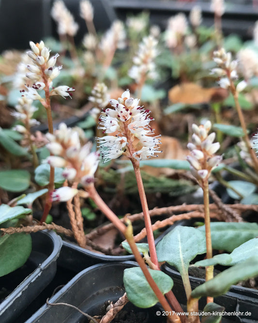 Bistorta tenuicaulis