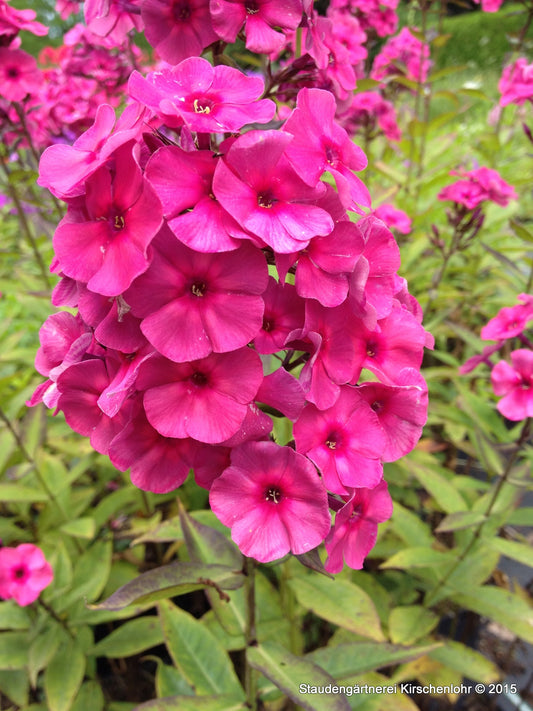 Phlox paniculata 'Grenadine Dream' ®