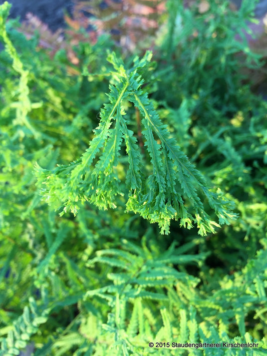 Athyrium filix-femina 'Dre´s Dagger' ®