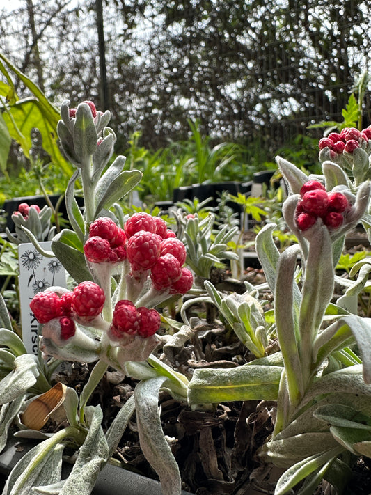 Anaphalis species aff. subdecurrens  NIS