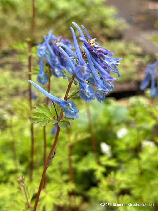 Corydalis elata 'Blue Summit'