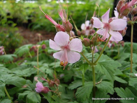 Geranium macrorrhizum 'Ingwersen'