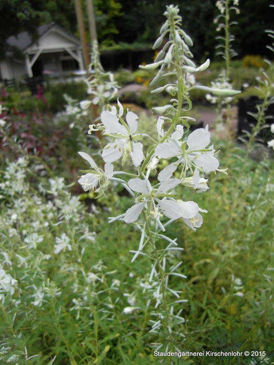 Chamerion angustifolium 'Album' (Epilobium)