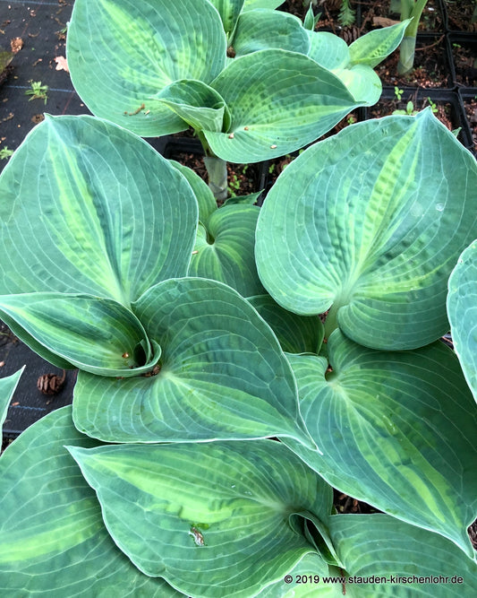 Hosta 'Rhino Hide' ®