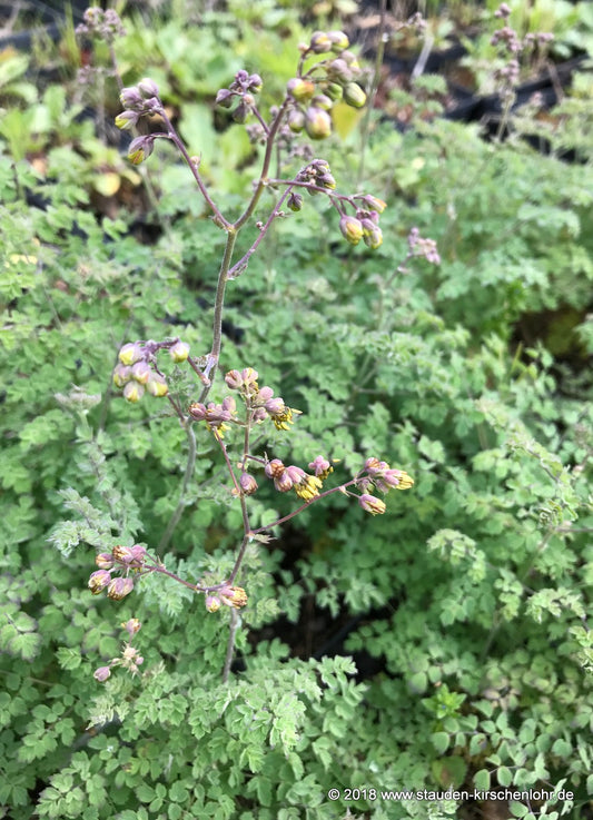 Thalictrum minus