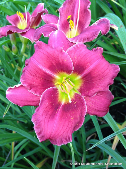 Hemerocallis 'Anneliese Frevert'