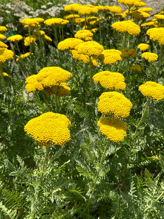 Achillea 'Bischkek Gold'