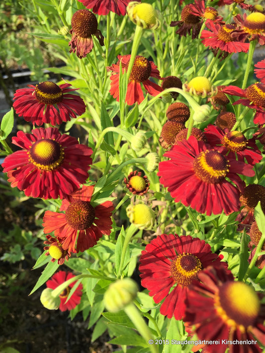 Helenium 'Schokoladenkönigin'