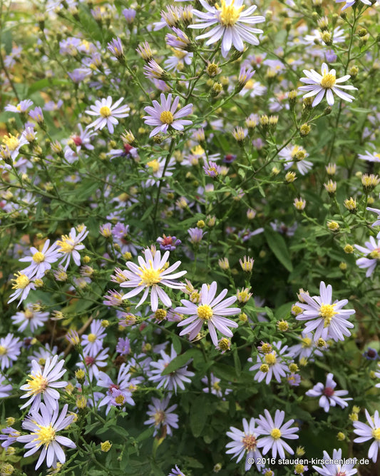 Symphyotrichum cordifolium 'Photograph'
