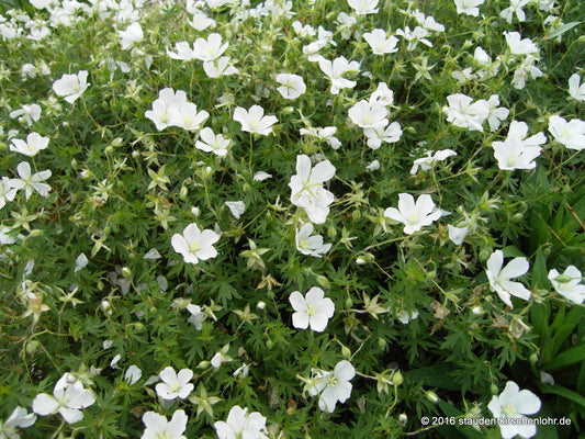 Geranium sanguineum 'Album'