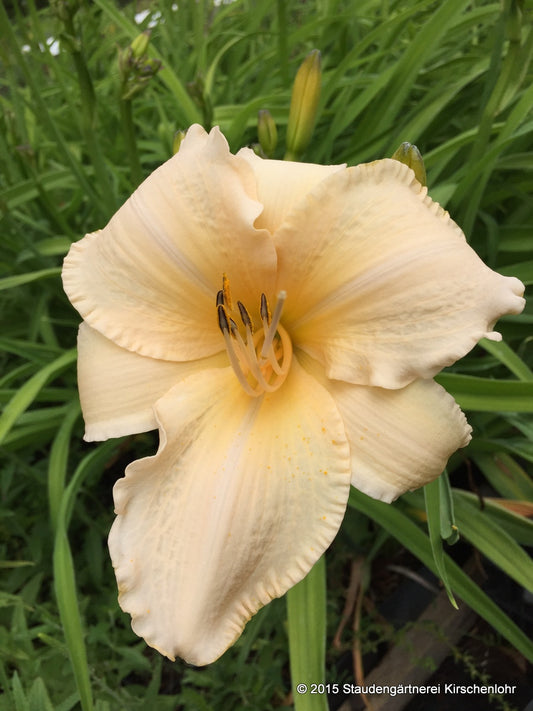 Hemerocallis 'Helle Berlinerin'