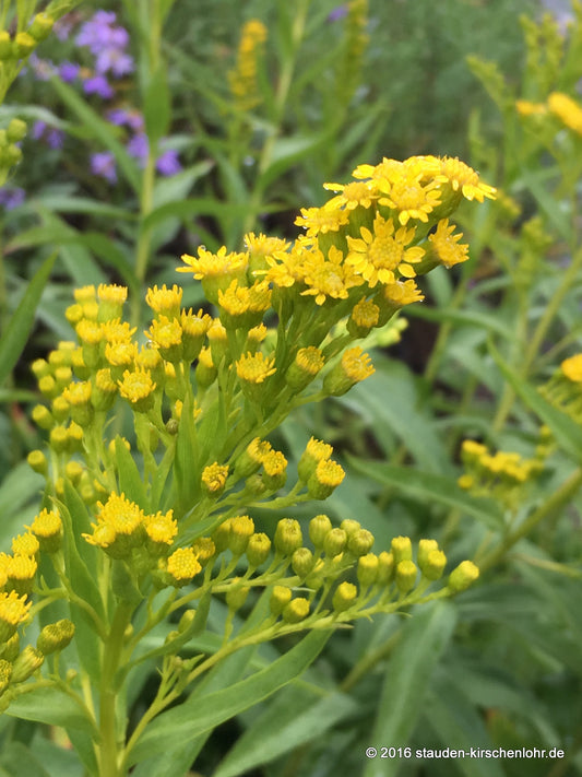 Solidago sempervirens 'Goldene Wellen'