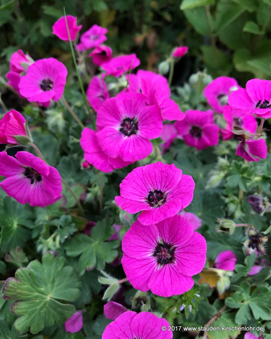 Geranium cinereum subsp. subcaulescens 'Splendens'