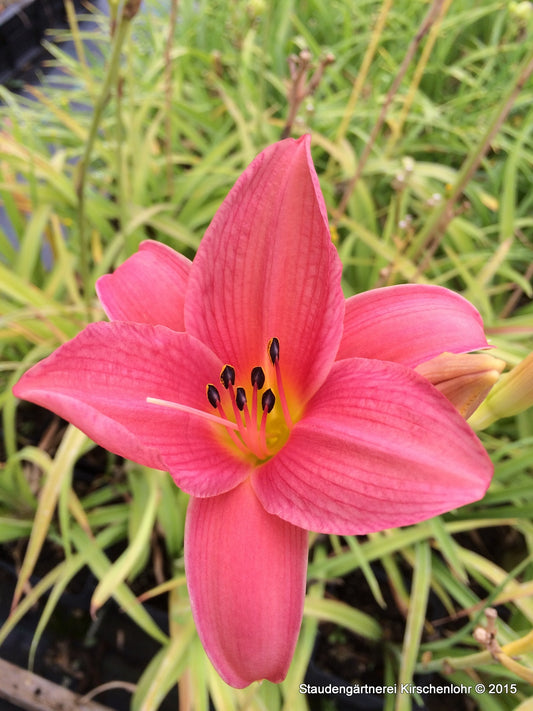 Hemerocallis 'Patricia Fay'