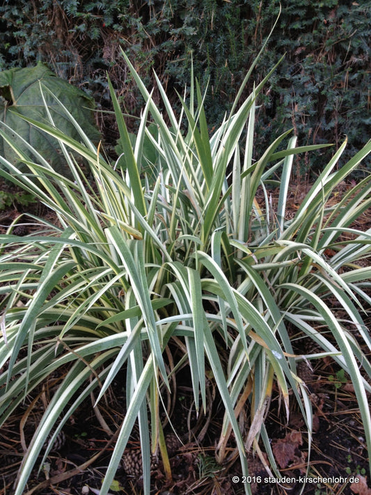 Iris foetidissima 'Variegata'