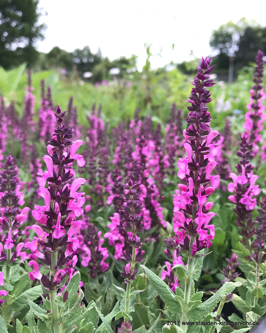 Salvia nemorosa 'Eos'