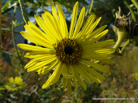 Silphium laciniatum