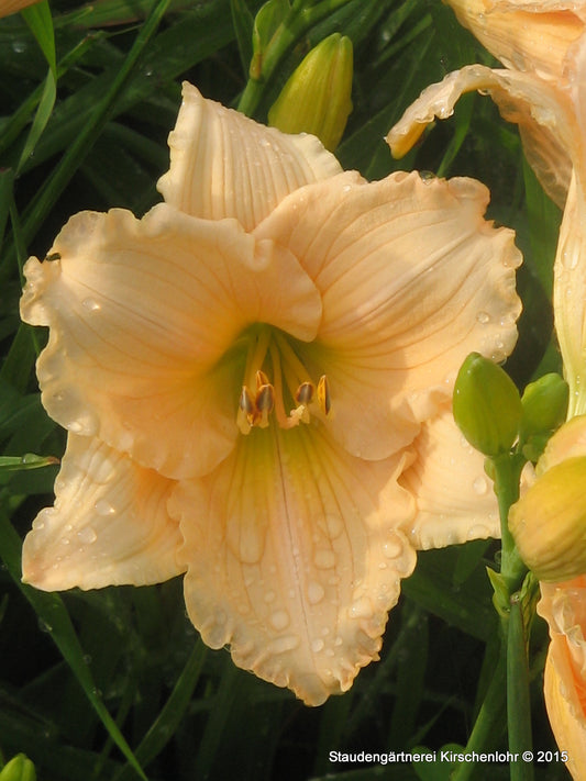Hemerocallis 'Fairy Tale Pink'