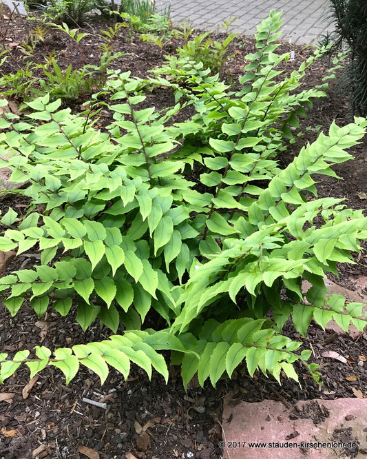 Polystichum fortunei 'Clivicola'  (Cyrtomium)